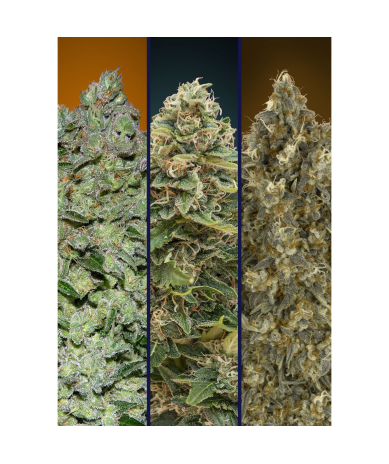 Semillas Automatic Collection Nº6 autoflorecientes de Advanced Seeds