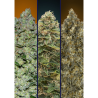 Semillas Automatic Collection Nº6 autoflorecientes de Advanced Seeds
