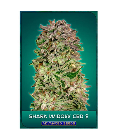 Semillas Shark Widow CBD CBDs de Advanced Seeds