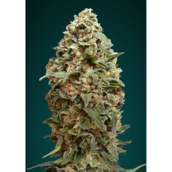 Semillas Afghan Skunk feminizadas de Advanced Seeds