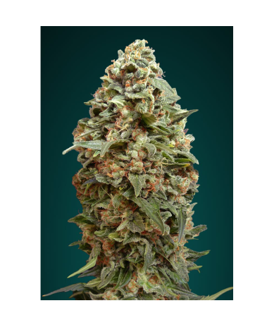 Semillas Afghan Skunk feminizadas de Advanced Seeds