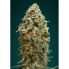 Semillas Afghan Skunk feminizadas de Advanced Seeds