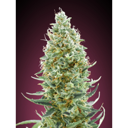 Semillas Amnesia Fast feminizadas de Advanced Seeds