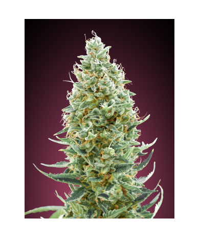 Semillas Amnesia Fast feminizadas de Advanced Seeds