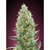 Semillas Amnesia Fast feminizadas de Advanced Seeds