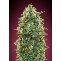 Semillas Amnesia feminizadas de Advanced Seeds