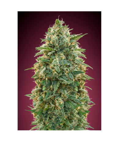 Semillas Amnesia feminizadas de Advanced Seeds