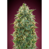 Semillas Amnesia feminizadas de Advanced Seeds