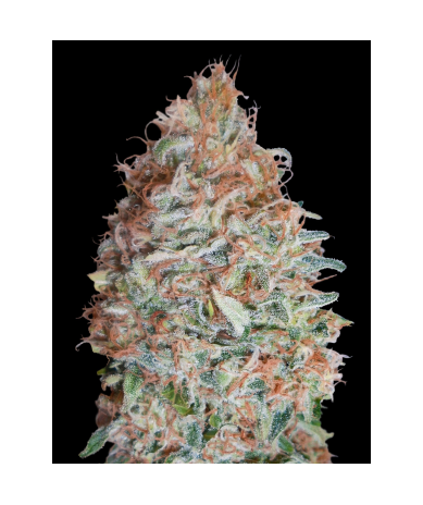 Semillas Banana Cookies feminizadas de Advanced Seeds