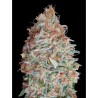 Semillas Banana Cookies feminizadas de Advanced Seeds