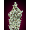 Semillas Cherry Pie feminizadas de Advanced Seeds