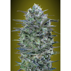 Semillas Critical Lemon feminizadas de Advanced Seeds