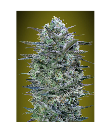Semillas Critical Lemon feminizadas de Advanced Seeds