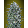 Semillas Critical Lemon feminizadas de Advanced Seeds