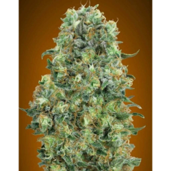 Semillas Critical Mass feminizadas de Advanced Seeds