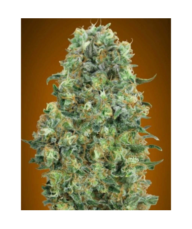 Semillas Critical Mass feminizadas de Advanced Seeds