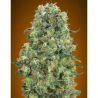Semillas Critical Mass feminizadas de Advanced Seeds