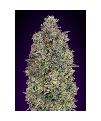 Semillas Critical Purple Kush feminizadas de Advanced Seeds