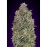 Semillas Critical Purple Kush feminizadas de Advanced Seeds