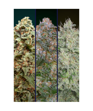 Semillas Feminized Collection Nº7 feminizadas de Advanced Seeds