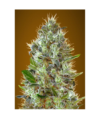 Semillas Auto Somango autoflorecientes de Advanced Seeds
