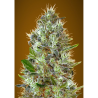 Semillas Auto Somango autoflorecientes de Advanced Seeds