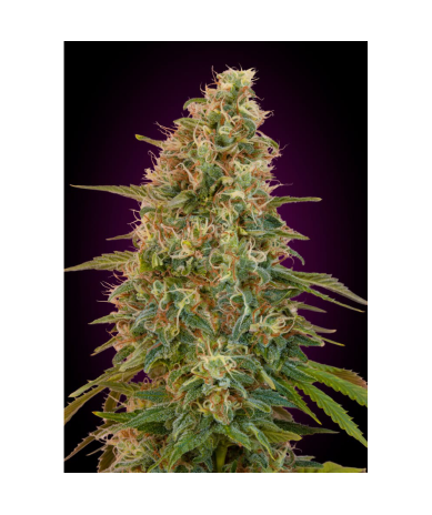 Semillas Auto Zkittlez autoflorecientes de Advanced Seeds