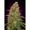 Semillas Auto Zkittlez autoflorecientes de Advanced Seeds