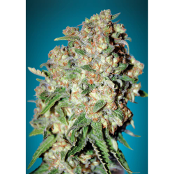 Semillas Critical feminizadas de Advanced Seeds