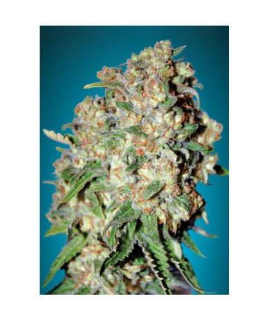 Semillas Critical feminizadas de Advanced Seeds