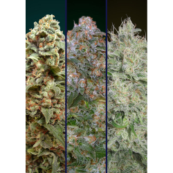Semillas Feminized Collection Nº9 feminizadas de Advanced Seeds