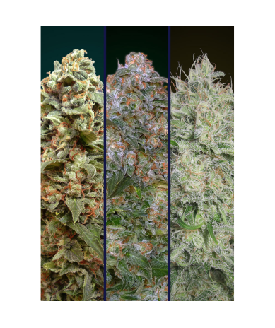 Semillas Feminized Collection Nº9 feminizadas de Advanced Seeds