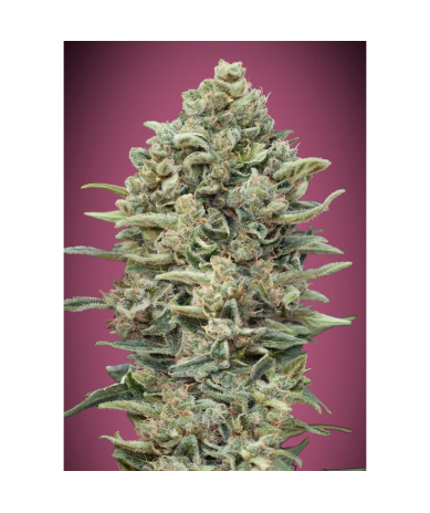 Semillas Gelato Nº33 Fast feminizadas de Advanced Seeds