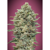Semillas Gelato Nº33 Fast feminizadas de Advanced Seeds