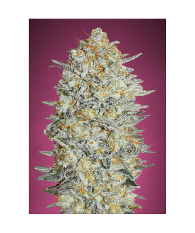 Semillas Gelato Nº33 feminizadas de Advanced Seeds