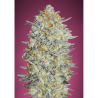 Semillas Gelato Nº33 feminizadas de Advanced Seeds