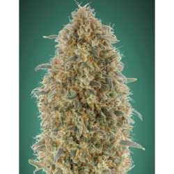Semillas Gorilla Blue feminizadas de Advanced Seeds