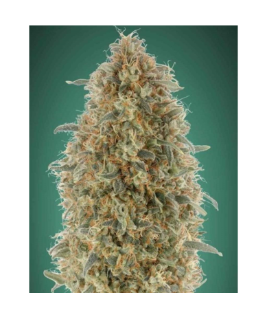 Semillas Gorilla Blue feminizadas de Advanced Seeds