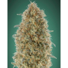 Semillas Gorilla Blue feminizadas de Advanced Seeds