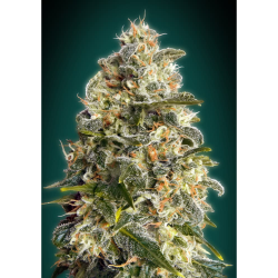 Semillas Heavy Bud feminizadas de Advanced Seeds