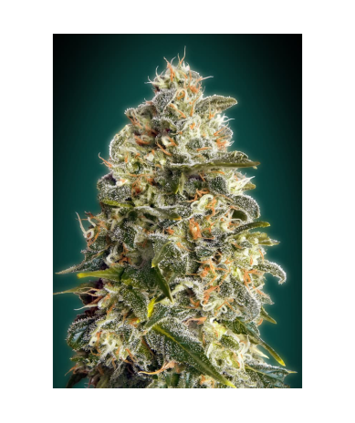 Semillas Heavy Bud feminizadas de Advanced Seeds