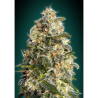 Semillas Heavy Bud feminizadas de Advanced Seeds