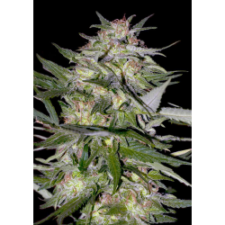 Semillas Jack Plant feminizadas de Advanced Seeds