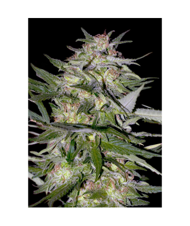 Semillas Jack Plant feminizadas de Advanced Seeds