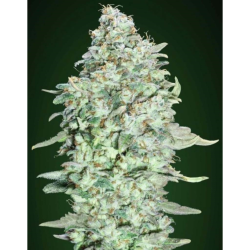 Semillas OG Kush SFV feminizadas de Advanced Seeds