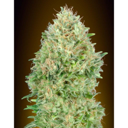 Semillas Pineapple Glue feminizadas de Advanced Seeds
