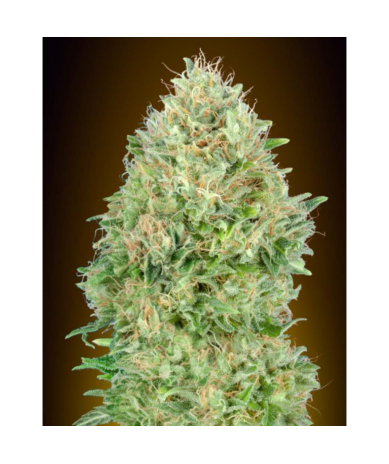 Semillas Pineapple Glue feminizadas de Advanced Seeds