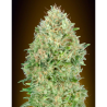 Semillas Pineapple Glue feminizadas de Advanced Seeds