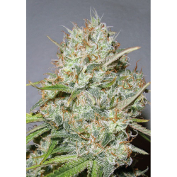 Semillas Shark Widow feminizadas de Advanced Seeds