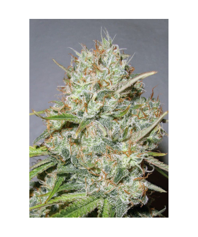Semillas Shark Widow feminizadas de Advanced Seeds